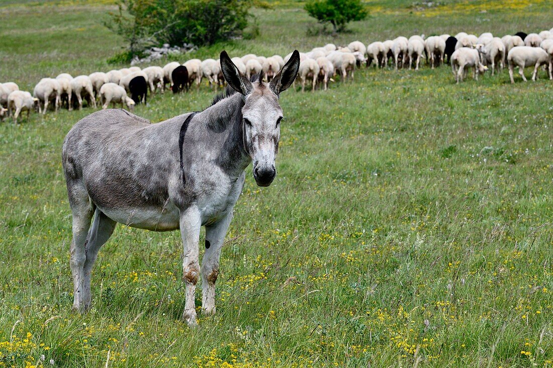 France, Lozere, Causse Mejean, donkey and sheep in the meadow