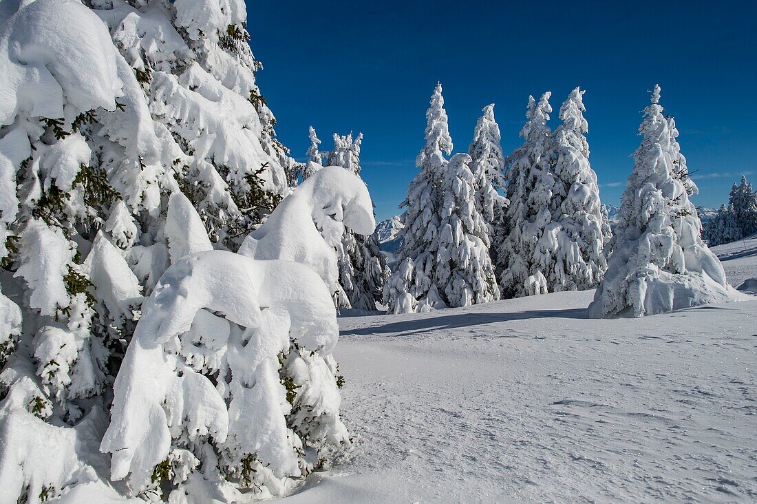 Frankreich, Hochsavoyen, massive Bauges, oberhalb von Annecy, an der Grenze zu Savoyen, die Hochebene von Semnoz, außergewöhnlicher Aussichtspunkt auf die Nordalpen, schneebedeckte Tannen