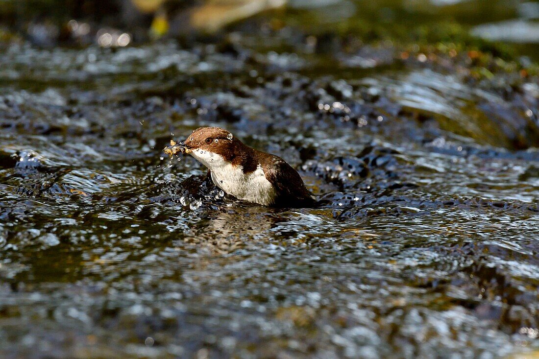 France, Doubs, Creuse valley, White throated dipper (Cinclus cinclus) in the stream, adult hunting to feed his young