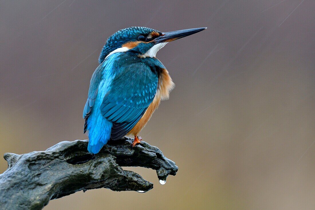 Frankreich, Doubs, Eisvogel (alcedo atthis), Jungtier, auf einem Ast über dem Wasser auf der Suche nach Fischen