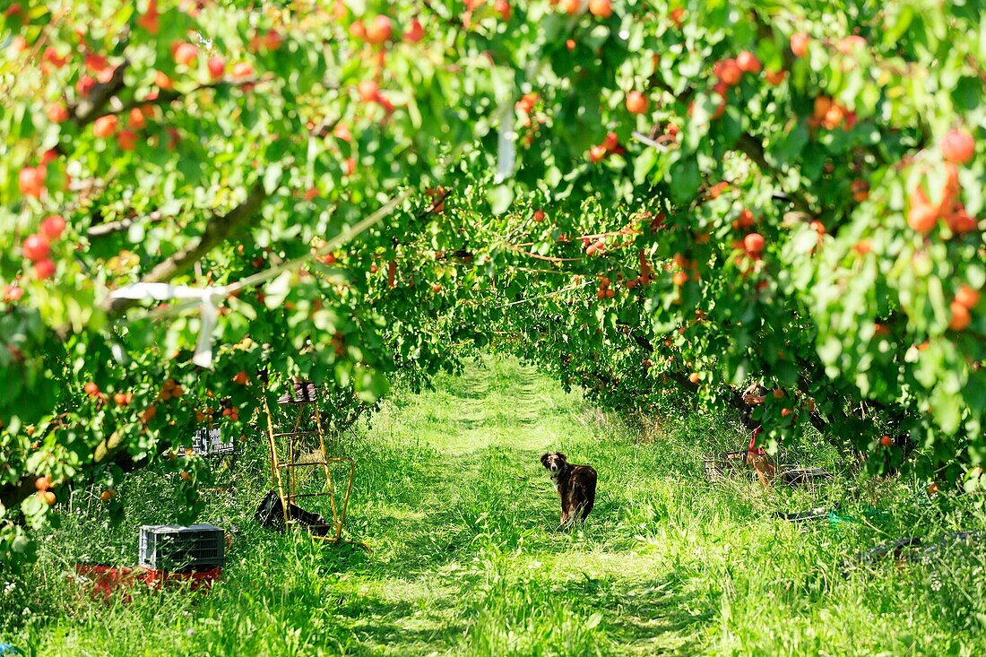 France, Ardeche, Baix, harvesting apricots