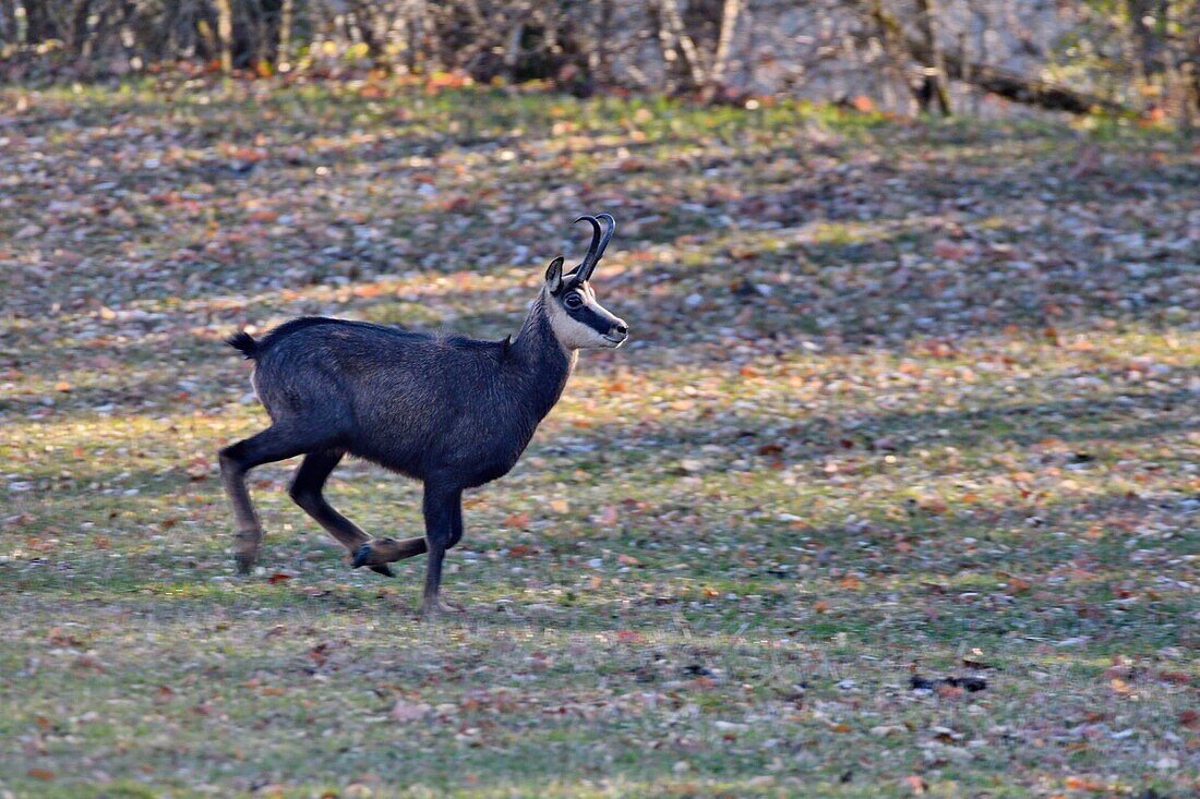 France, Doubs, Haut Doubs, Chamois (Rupicapra rupicapra) rut in autumn