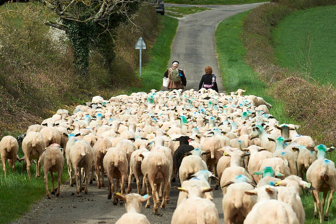 France, Lot, Rocamadour, Transhumance of Lambs of Quercy, Rocamadour Luzech, departure of the barns of Bonnecoste