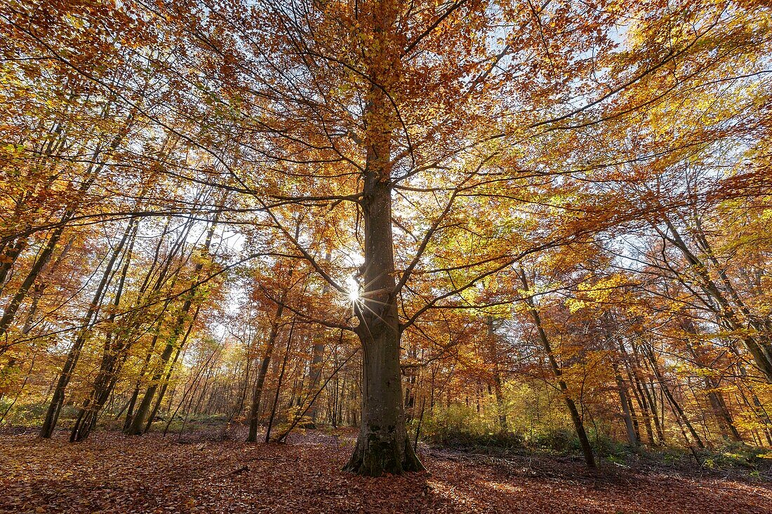 Frankreich, Seine et Marne, Biosphärenreservat Fontainebleau und Gatinais, der Wald von Fontainebleau, der von der UNESCO zum Biosphärenreservat erklärt wurde, der Wald im Herbst in der Gegend von Rocher Canon