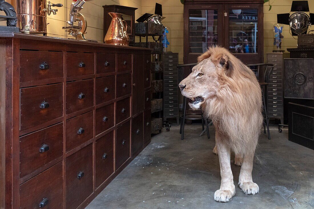 France, Seine Saint Denis, Saint Ouen, flea market, the Dauphine market, stuffed lion