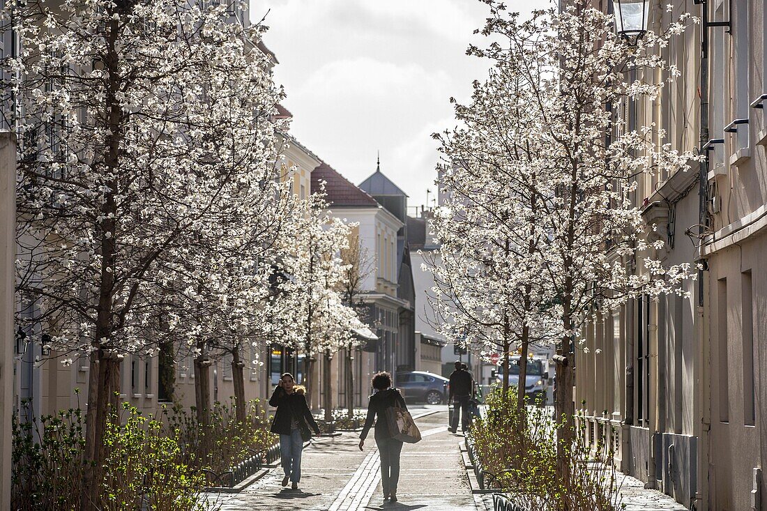 France, Hauts de Seine, Puteaux, camellias in bloom from Mars Street and Roty