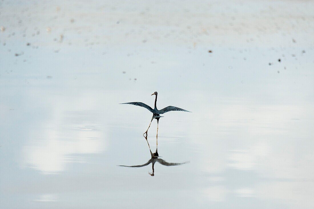 France, French Guiana, Natural Reserve of Amana, Blue Heron (Ardea herodias)