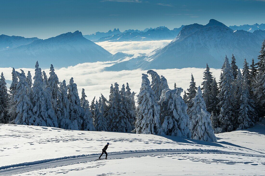 France, Haute Savoie, massive Bauges, above Annecy in border with the Savoie, the Semnoz plateau exceptional belvedere on the Northern Alps, cross country ski trails south of the plateau and sea of clouds