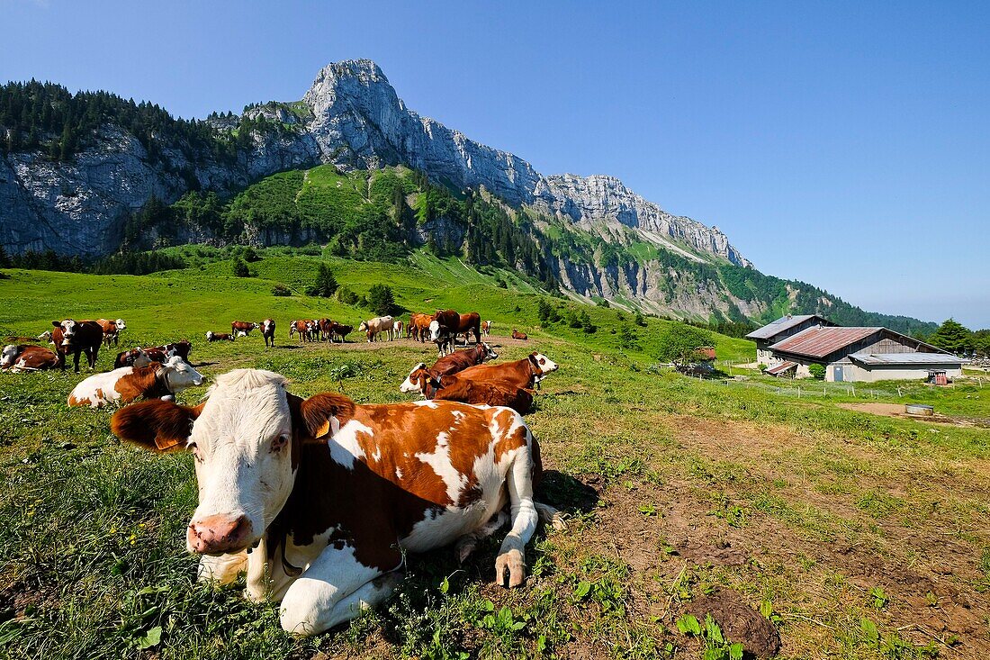 France, Haute Savoie, La Roche-sur-Foron, herd of cows close to the Balme chalet