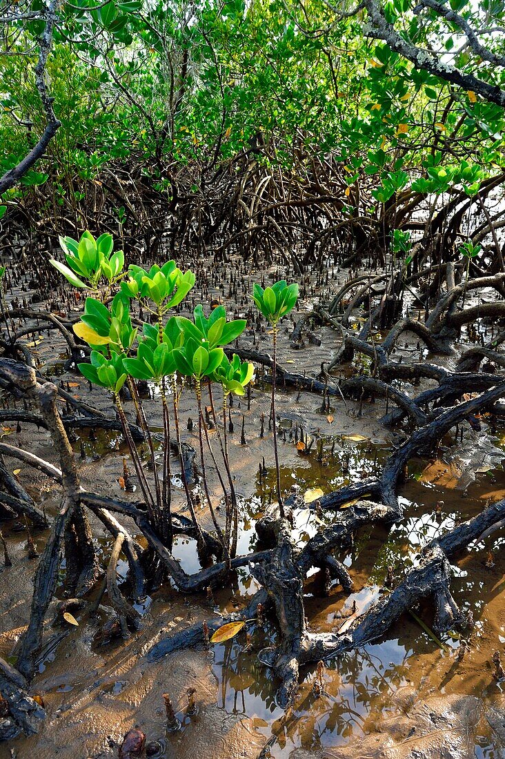 Frankreich, Insel Mayotte (französisches Überseedepartement), Grande Terre, Kani Keli, die Mangroven von Kani Be