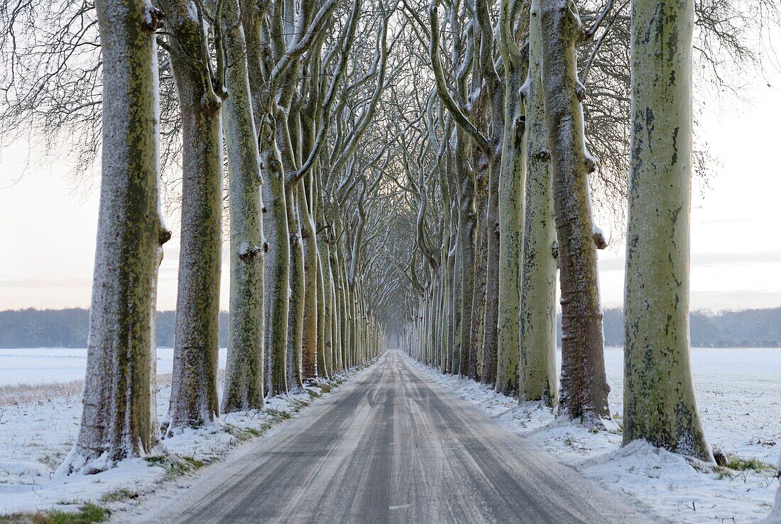 Frankreich, Seine et Marne, Vaux le Vicomte, mit Platanen gesäumte Straße, Winterzeit