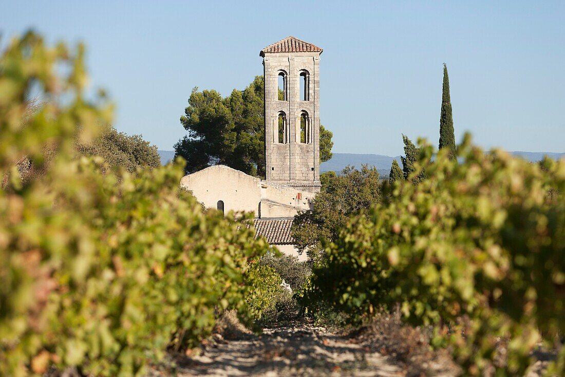 France, Vaucluse, Beaumes de Venise, chapel Notre Dame d'Aubune in the vineyards