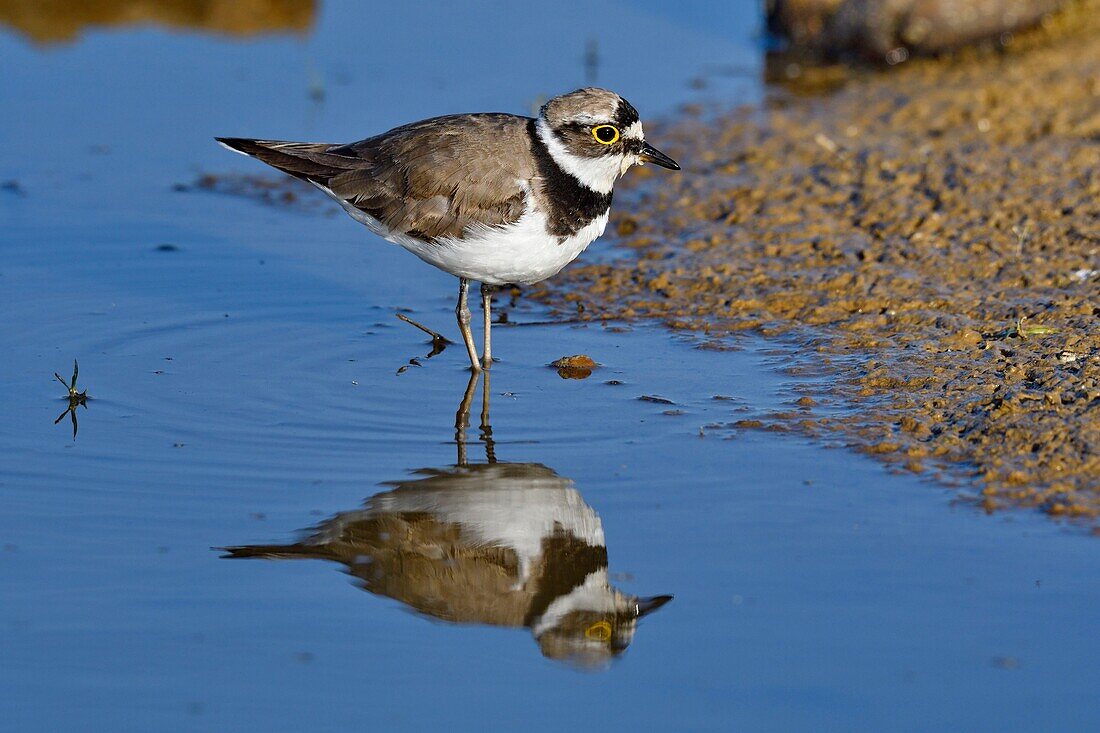 France, Doubs, Little Ringed Plover (Charadrius dubius), hunting in a pond