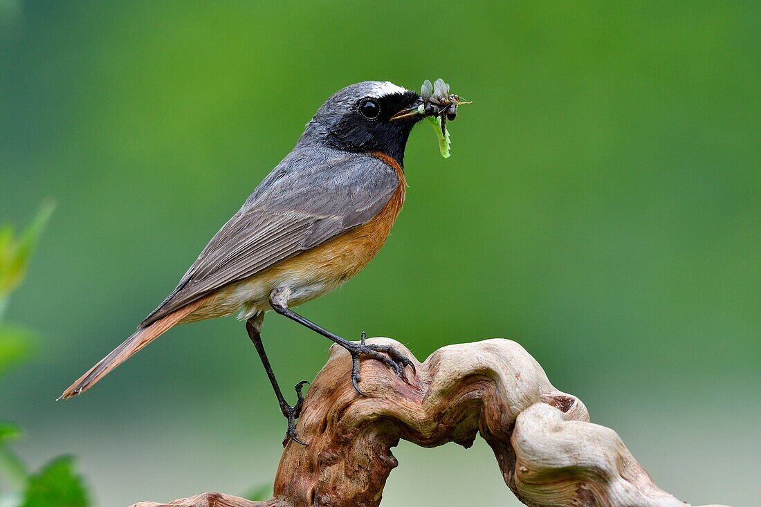 France, Doubs, Common redstart (Phoenicurus phoenicurus), male feeding his young