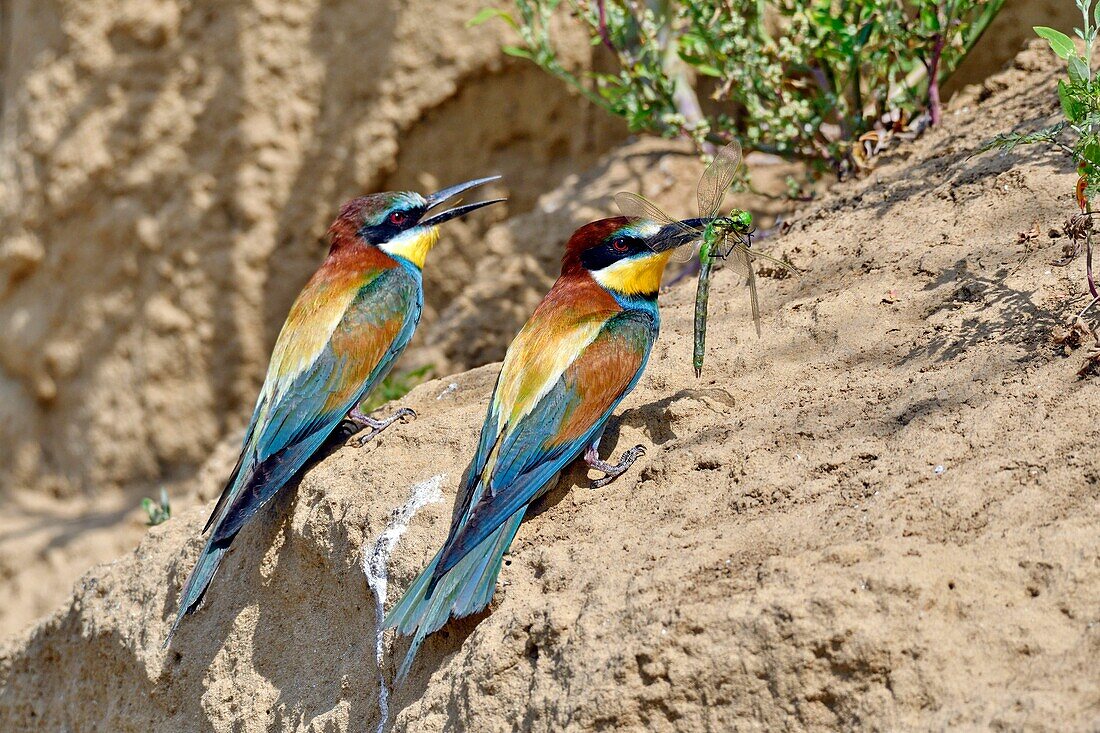 France, Jura, Lower Doubs Valley, Petit Noir, European Bee eater (Merops apiaster), nesting site, feeding, dragonfly