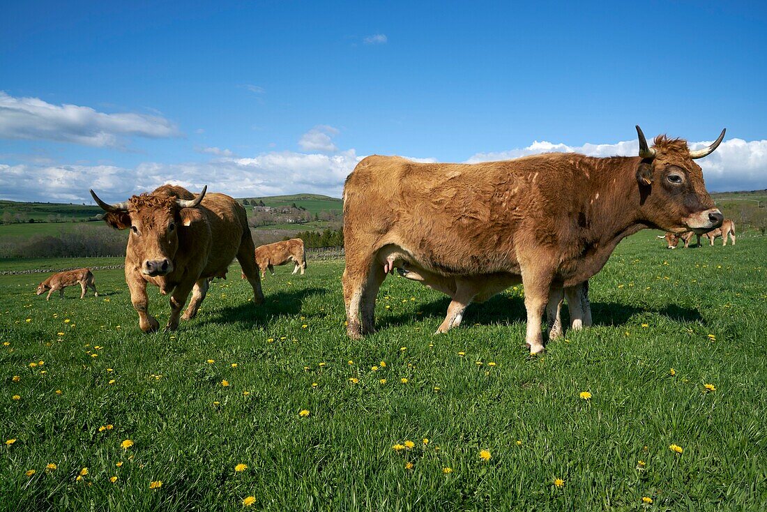 France, Aveyron, Laguiole, Celine Batut, breeder of the Aubrac cow