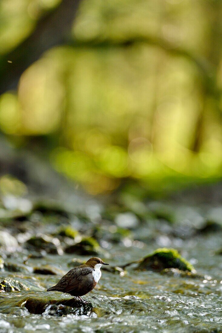 Frankreich, Doubs, Creuse-Tal, Wasseramsel (Cinclus cinclus) im Bach, Erwachsener jagt, um seine Jungen zu füttern