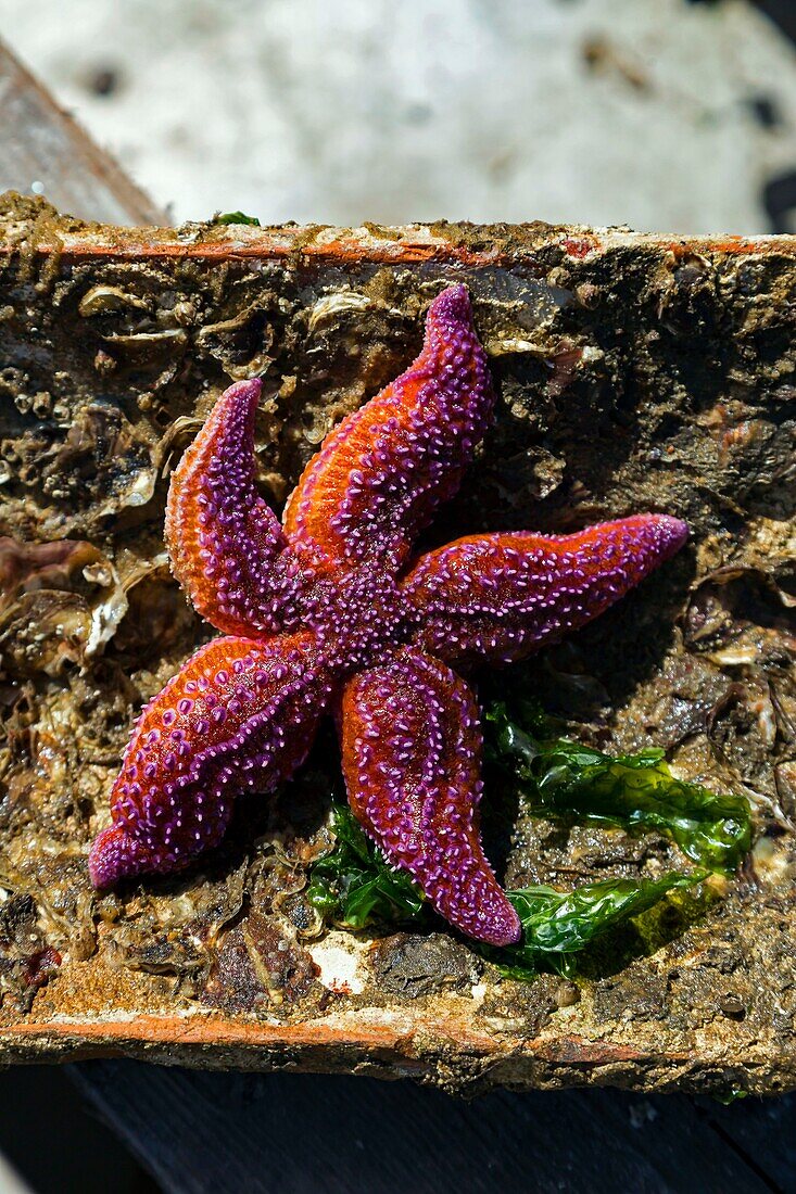 France, Gironde, Bassin d'Arcachon, oyster farming, starfish on a limed tile