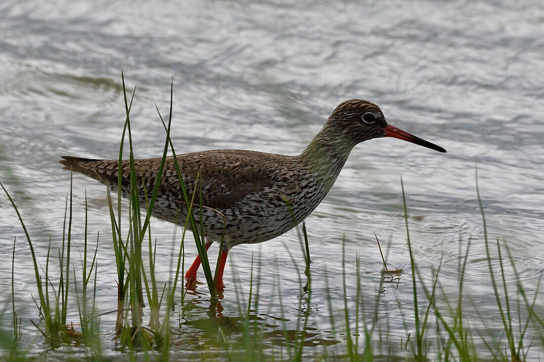 Frankreich, Somme, Baie de Somme, Marquenterre Park, Rotschenkel (Tringa totanus)