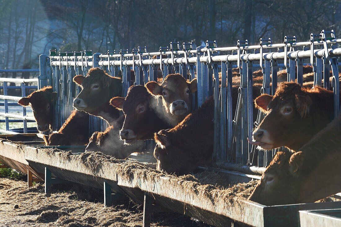 France, Haute Garonne, Saint Plancard, breeding of calves