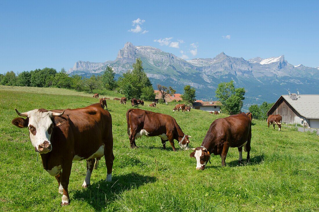 Frankreich, Haute Savoie, Alpen, Mont-Blanc-Land, Combloux, Herde von Abondance-Rindern im Demi Quartier und im Fiz-Massiv