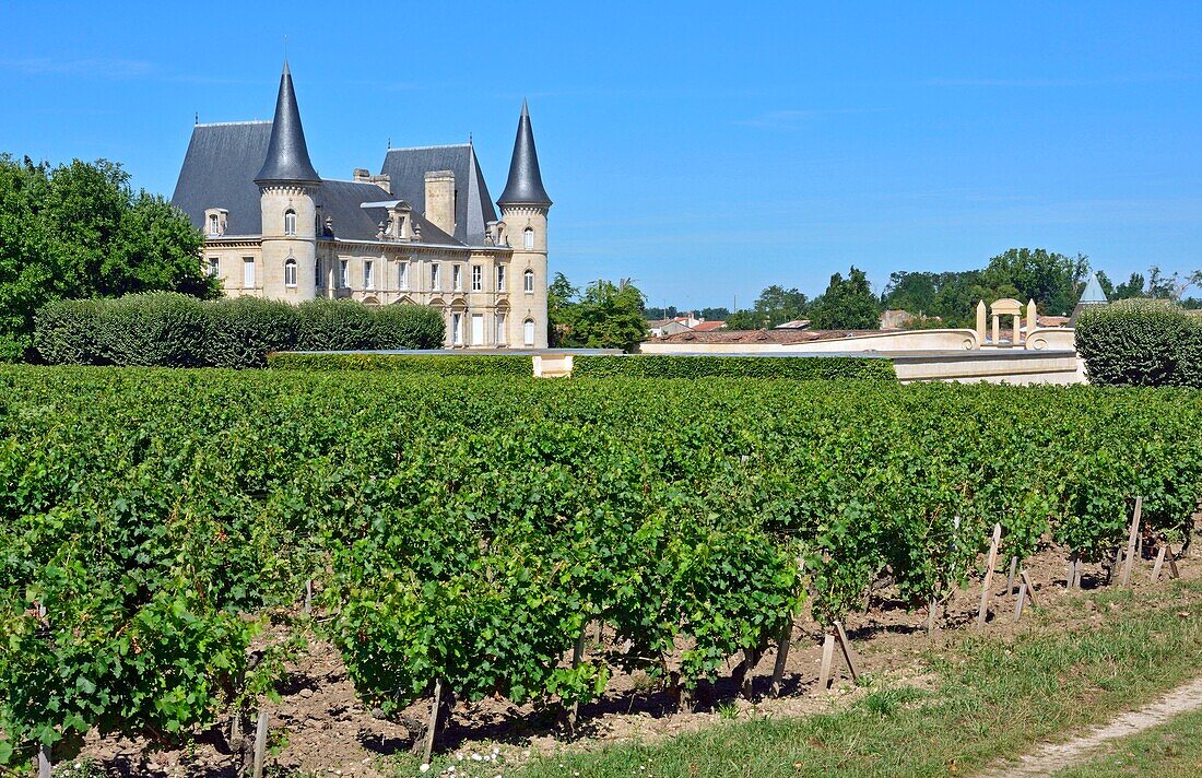 France, Gironde, Pauillac, Chateau Pichon Longueville, vineyard (AOC Pauillac)