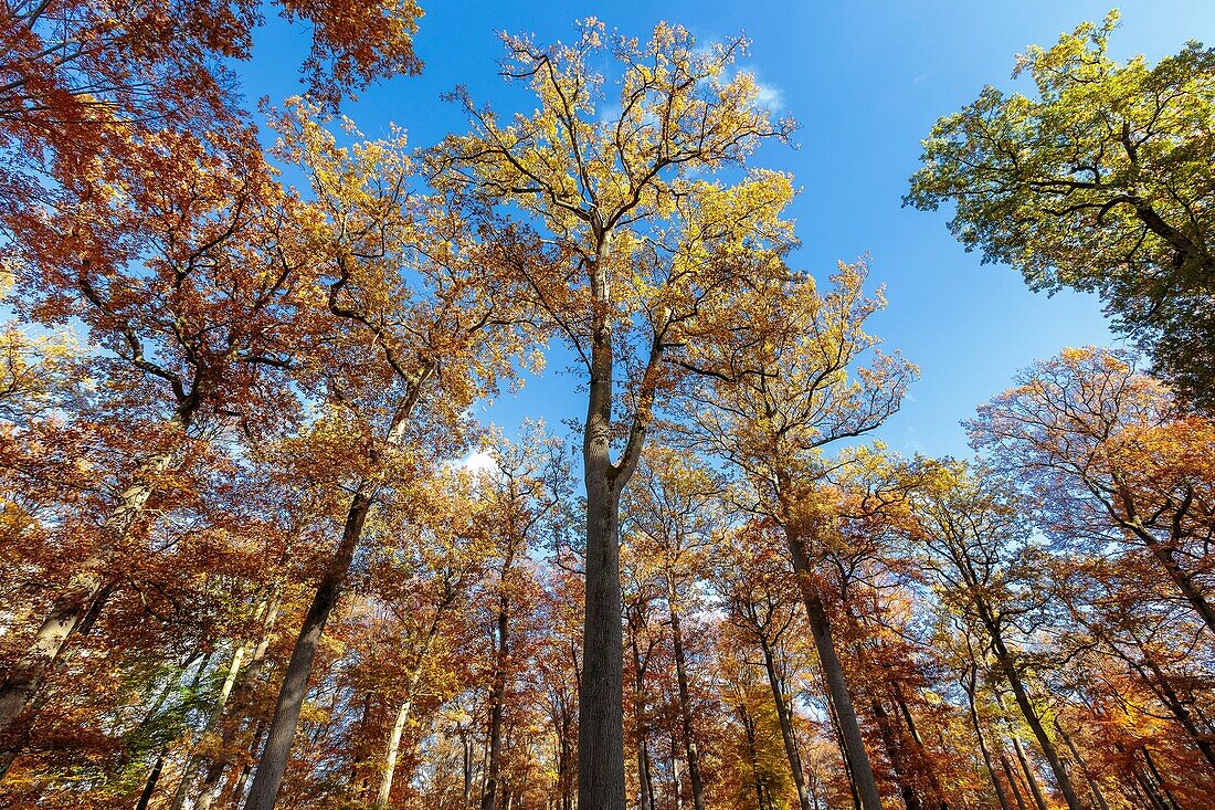 Frankreich, Seine et Marne, Biosphärenreservat Fontainebleau und Gatinais, der Wald von Fontainebleau, der von der UNESCO zum Biosphärenreservat erklärt wurde, der Wald im Herbst im Bereich des Table du Roi