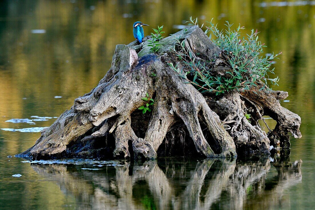 France, Doubs, Allenjoie, Allan River, breeding, feeding, European kingfisher (Alcedo atthis), male
