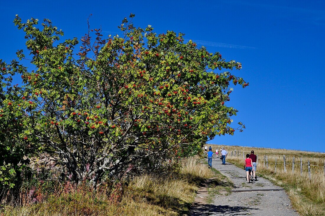 France, Territoire de Belfort, Vosges mountains, hiking trail on the massif du ballon d'Alsace