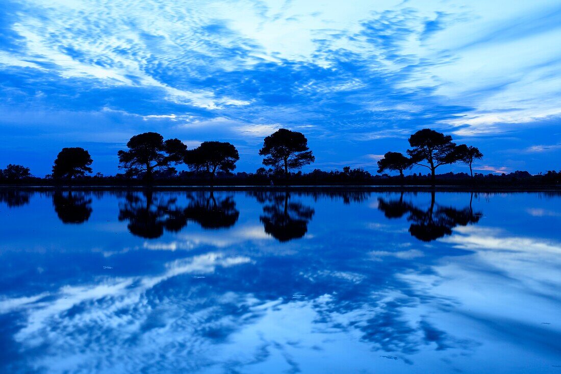 France, Bouches du Rhone, Camargue Regional Natural Park, Saintes Maries de la Mer, rice fields