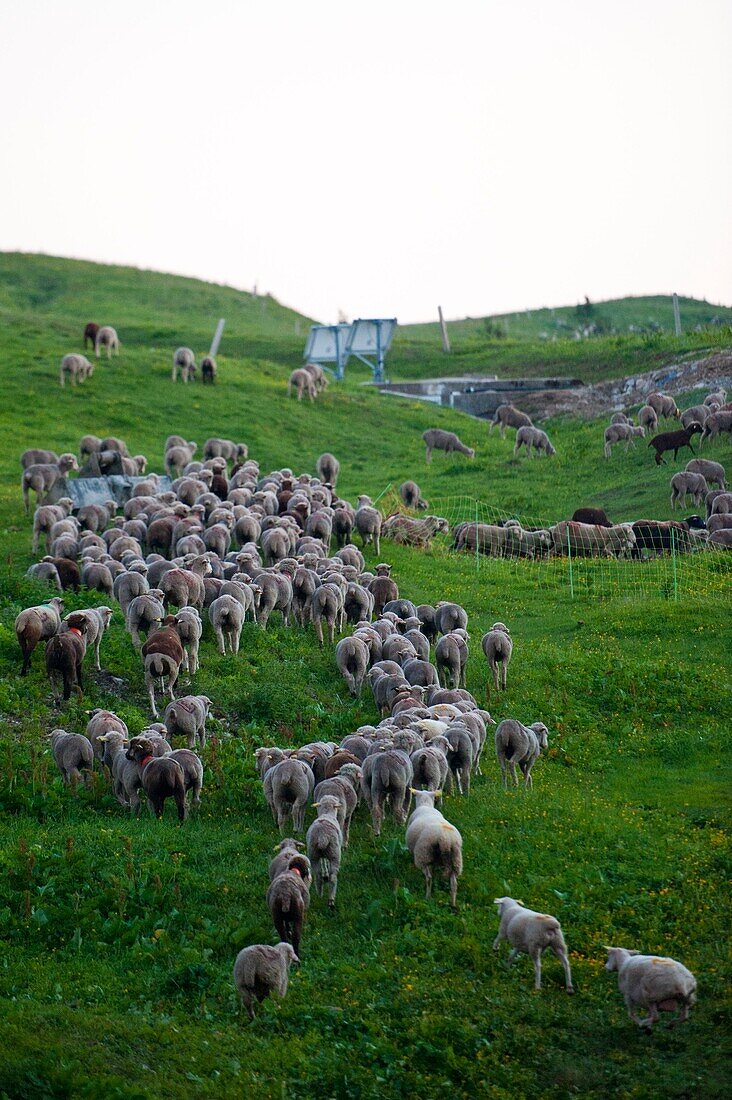 Frankreich, Haute Savoie, Entremont, Schafe auf dem Auge's platerau