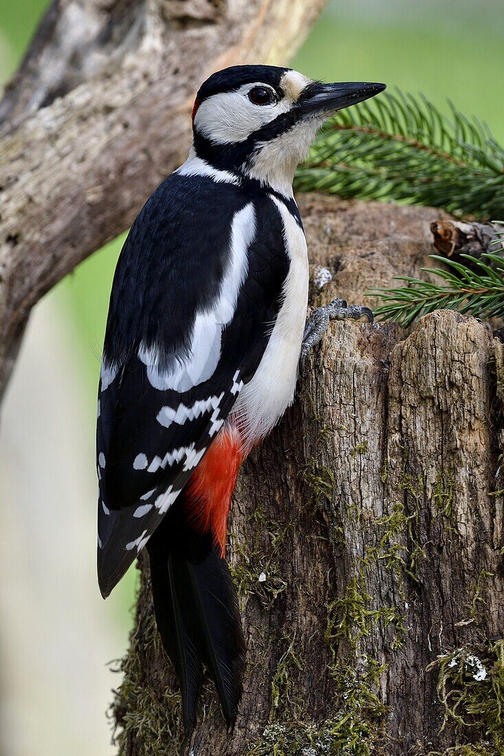 France, Doubs, Great Spotted Woodpecker (Dendrocopos major), hanging on a trunk in autumn