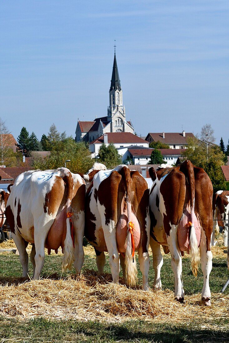 France, Doubs, Les Ecorces, agricultural show, exhibition of Montbeliarde cows