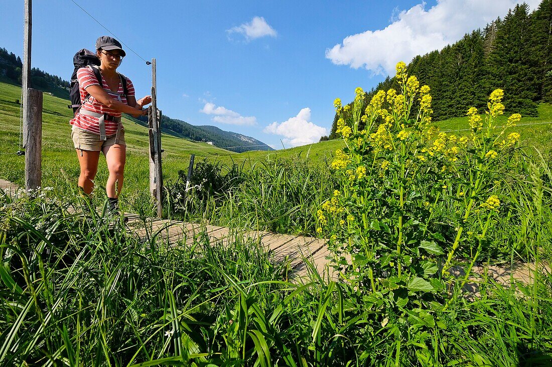 France, Haute Savoie, Le Petit-Bornand-les-Glières, hiker on the Glières plateau