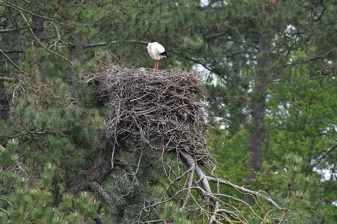 France, Somme, Baie de Somme, Marquenterre Park, White Stork (Ciconia ciconia) on its nest