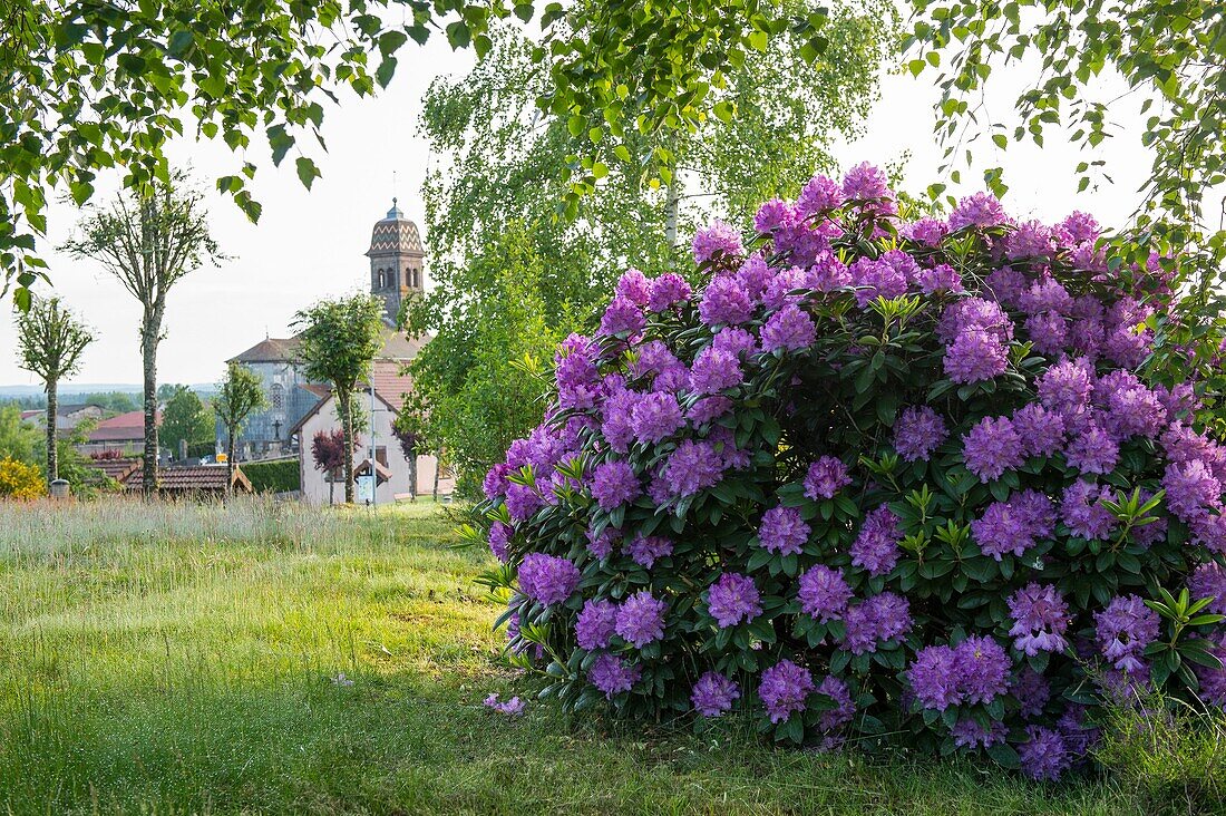 Frankreich, Haute Saone, Melisey, les milles etangs, Rhododendronmassiv vor dem Dorf Ecromagny