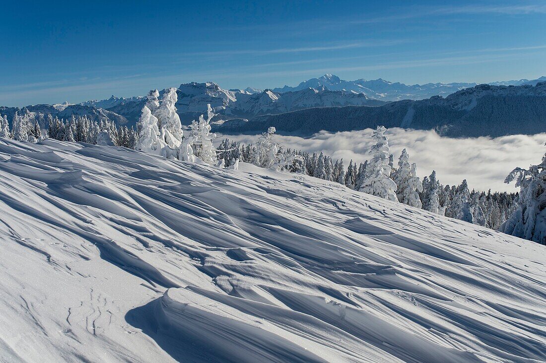 Frankreich, Haute Savoie, massive Bauges, oberhalb von Annecy an der Grenze zu Savoyen, das Semnoz-Plateau außergewöhnlicher Aussichtspunkt auf die Nordalpen, vom Wind geformte Schneelandschaft