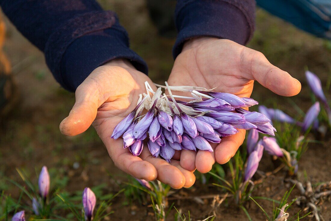 Frankreich, Herault, Villeveyrac, Mann erntet Safranblüten von Hand auf einem Feld