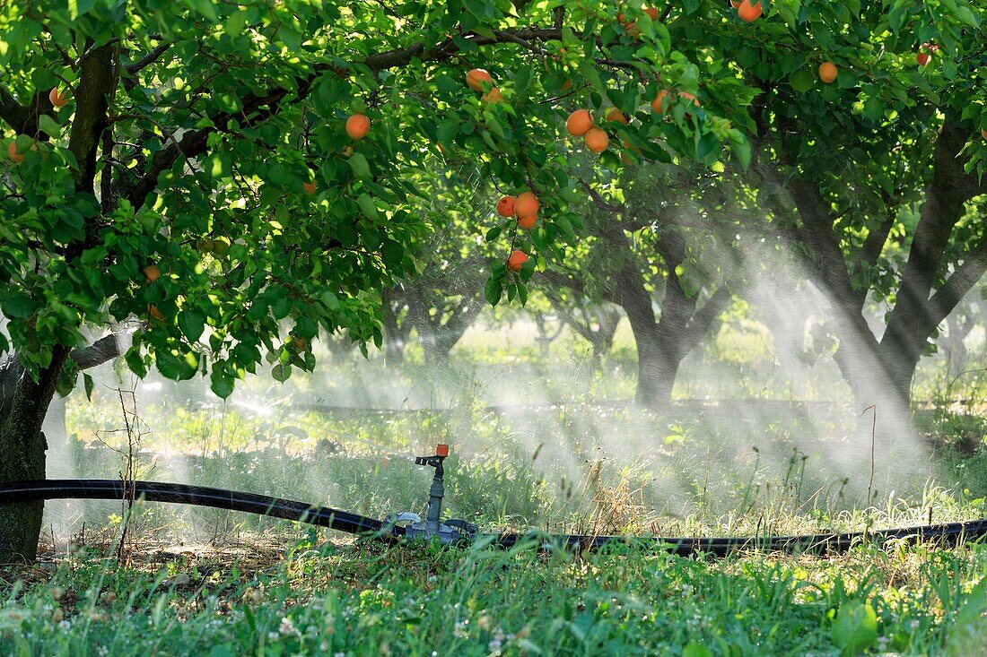 France, Drome, La Roche de Glun, apricot irrigation