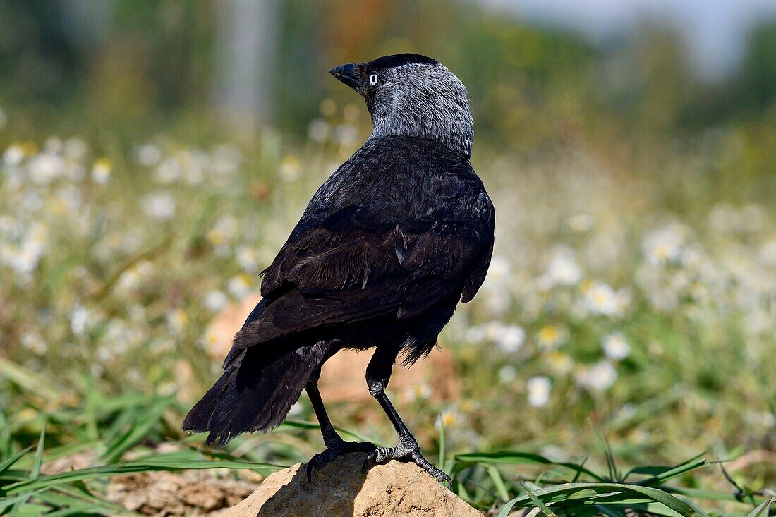 Frankreich, Doubs, Westliche Dohle (Corvus monedula) auf einer Wiese