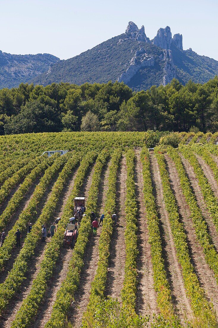 Frankreich, Vaucluse, Dentelles de Montmirail, Suzette, Traubenlese im Weinberg