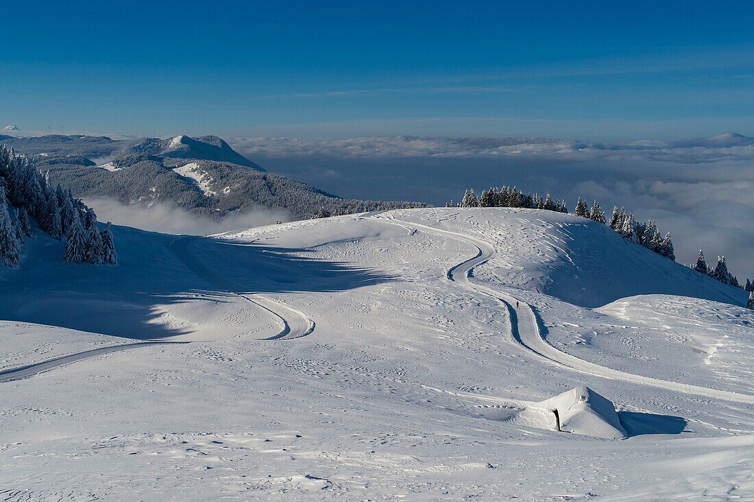 France, Haute Savoie, massive Bauges, above Annecy limit with the Savoie, the Semnoz plateau exceptional belvedere on the Northern Alps, cross country skiing trails south of the plateau