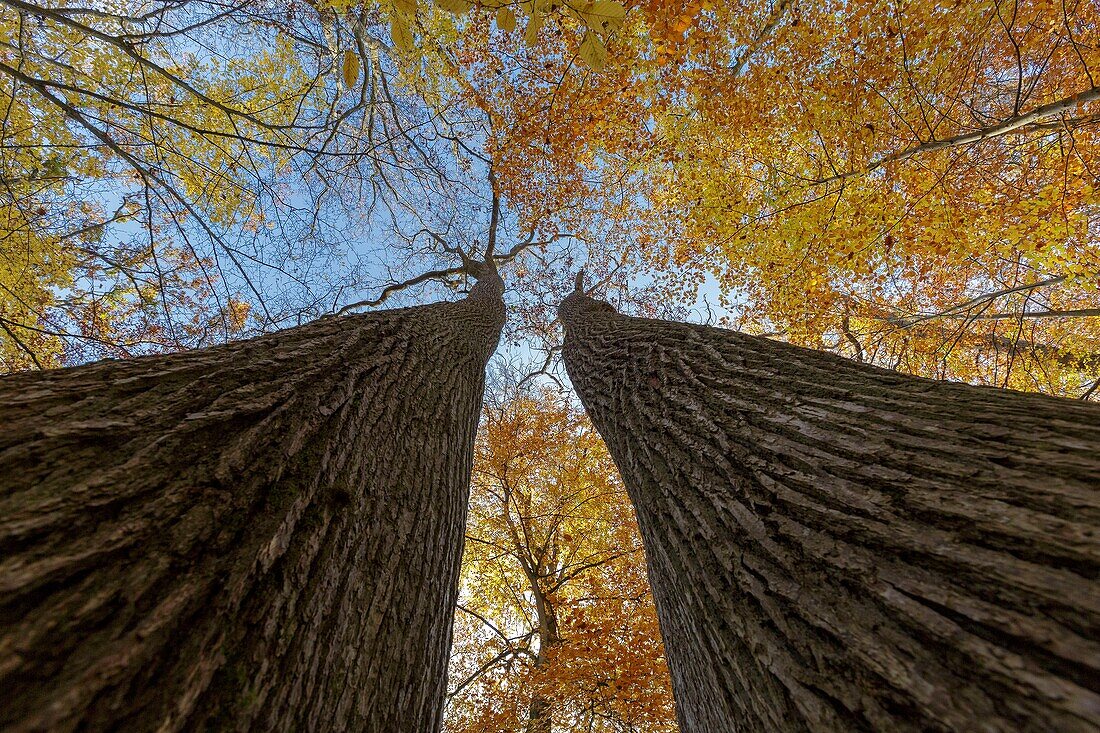 Frankreich, Seine et Marne, Biosphärenreservat Fontainebleau und Gatinais, der Wald von Fontainebleau wurde von der UNESCO zum Biosphärenreservat erklärt, der Wald im Herbst im Gebiet von Rocher Canon