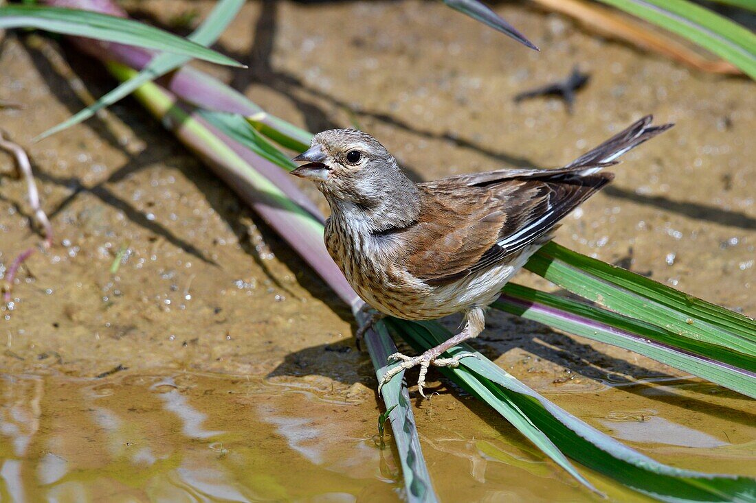 France, Doubs, Common linnet (Carduelis cannabina), female drinking in a puddle
