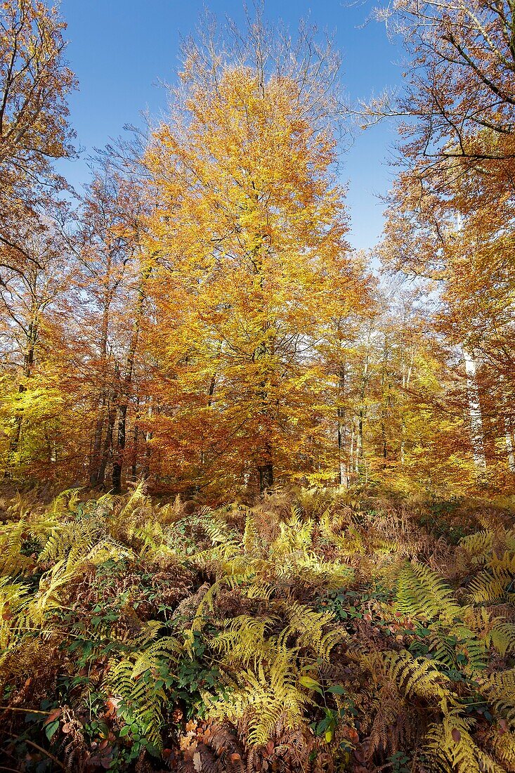 France, Seine et Marne, Fontainebleau and Gatinais Biosphere Reserve, Fontainebleau forest listed as Biosphere Reserve by UNESCO, the forest in autumn in the Table du Roi area