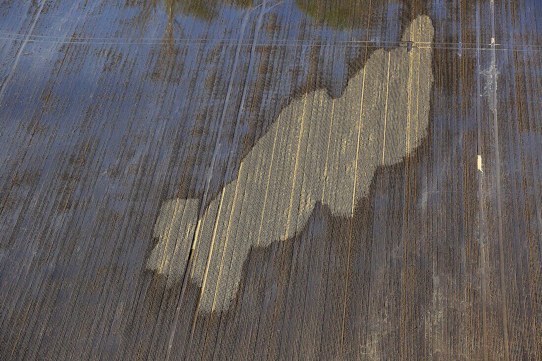 France, Bouches du Rhone, Camargue Regional Nature Park, Arles, Petit Plan du Bourg, rice cultivation, gravity irrigation (aerial view)