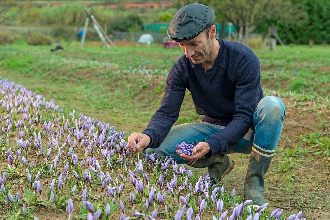 Frankreich, Herault, Villeveyrac, Mann erntet Safranblüten von Hand auf einem Feld