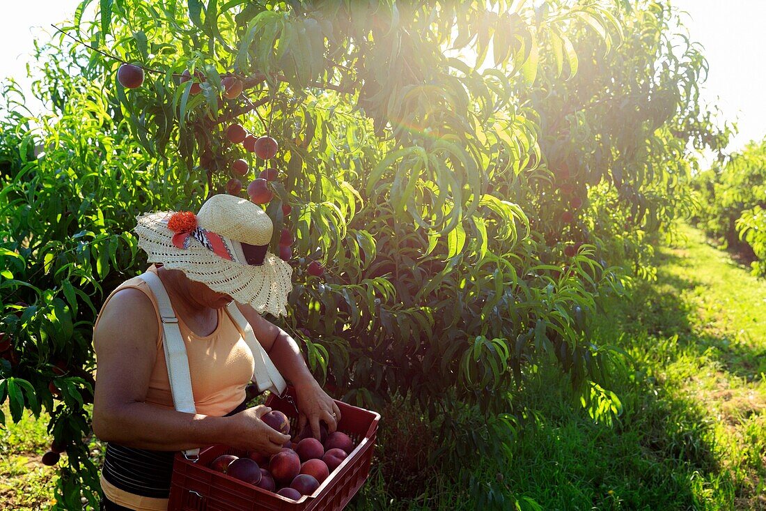 France, Drome, La Roche de Glun, harvesting apricots