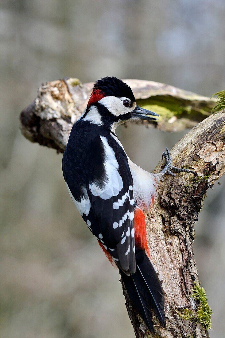 France, Doubs, Great Spotted Woodpecker (Dendrocopos major), hanging on a trunk in autumn