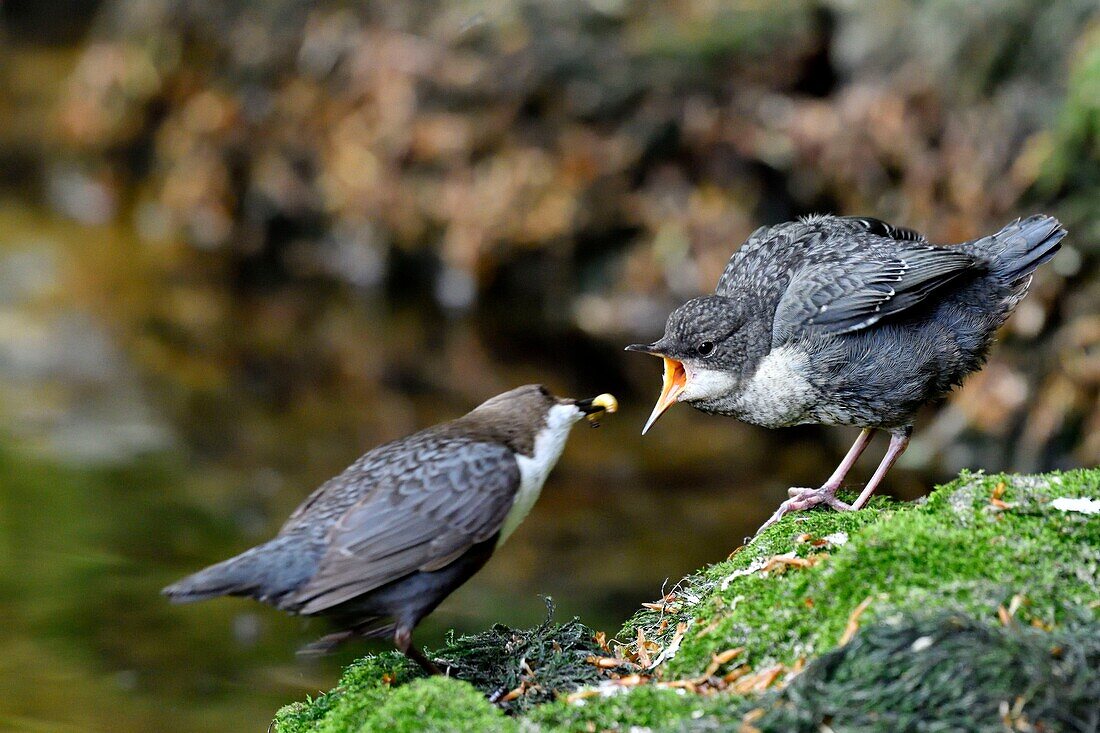 Frankreich, Doubs, Creuse-Tal, Wasseramsel (Cinclus cinclus) im Bach, Erwachsener jagt, um seine Jungen zu füttern